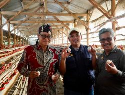 Lihat Ceruk Pasar, Petani Milenial Ini Tangkap Peluang Dari Ayam Arab