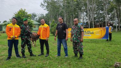 PT BRE Berikan 30 Sapi Kurban Untuk Warga Tapin