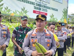 Kapolres Tapin Panen Raya Jagung Serentak, Dukung Program Ketahanan Pangan Nasional